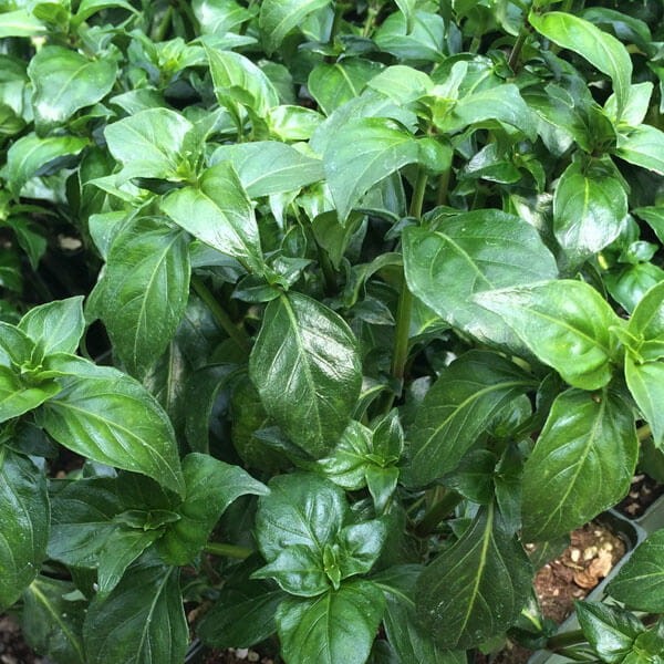 Grzybowe zioło (Rungia klossii) Sadzonka C1 (2).jpg