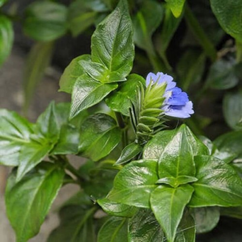 Grzybowe zioło sadzonka C1