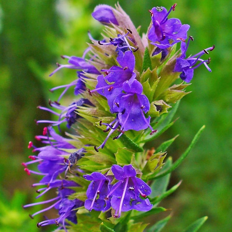 Hyzop lekarski (Hyssopus officinalis) nasiona 0,5g (5).jpg