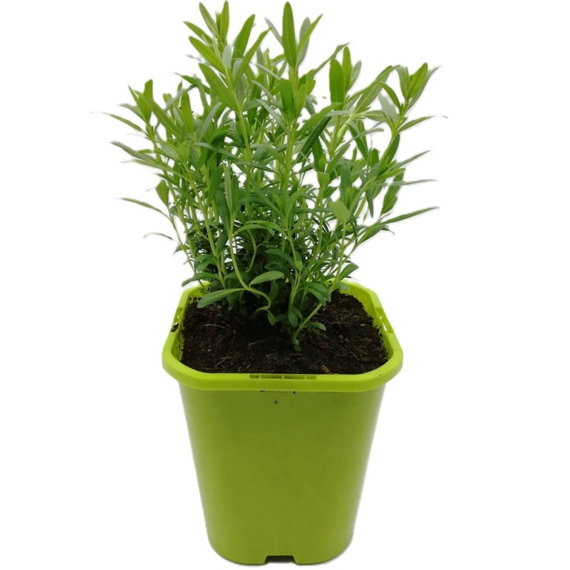 Hyzop lekarski (Hyssopus officinalis) Sadzonka (1).jpg