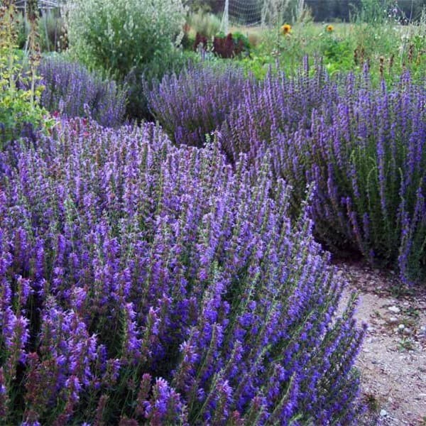 Hyzop lekarski (Hyssopus officinalis) Sadzonka (2).jpg