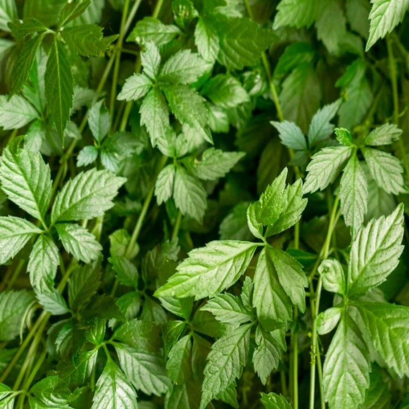 Jiaogulan Ziele Długowieczności (Gynostemma pentaphyllum) Sadzonka (1).jpg