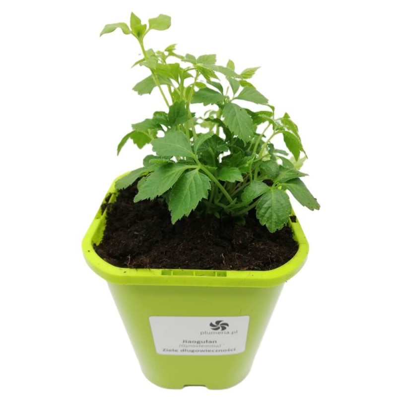 Jiaogulan Ziele Długowieczności (Gynostemma pentaphyllum) Sadzonka (3).jpg