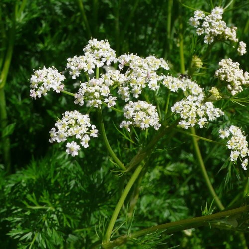 Kminek zwyczajny Rekord nasiona 3g