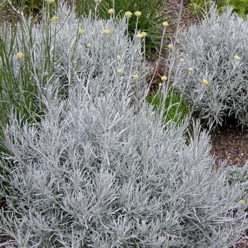 Kocanka włoska TALL CURRY sadzonka C1