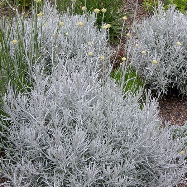 Kocanka włoska TALL CURRY (Helichrysum angustifolia) Sadzonka  (2).jpg