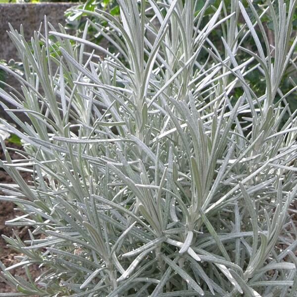 Kocanka włoska TALL CURRY (Helichrysum angustifolia) Sadzonka  (3).jpg
