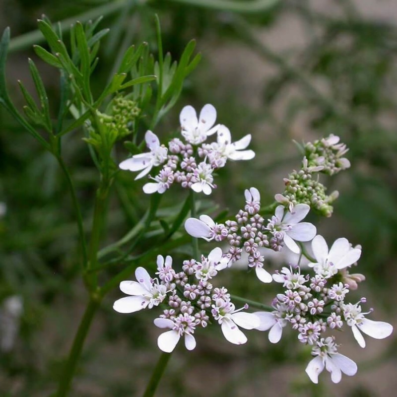 Kolendra siewna (Coriandrum) Sadzonka (1).jpg