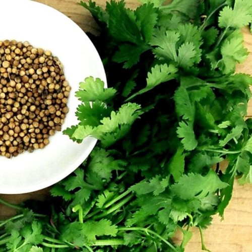 Kolendra siewna sadzonka