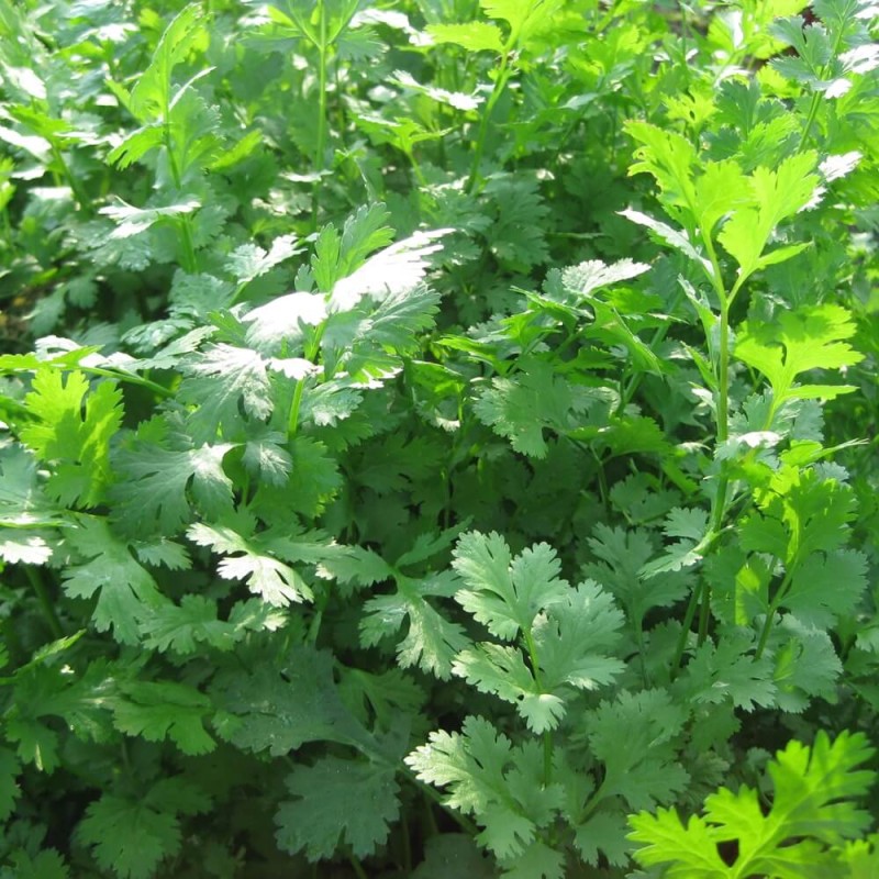 Kolendra siewna (Coriandrum) Sadzonka (2).jpg