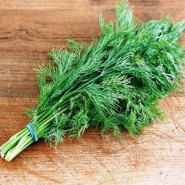 Koper ogrodowy Ambrozja (Anethum graveolens) nasiona 5g (3).jpg