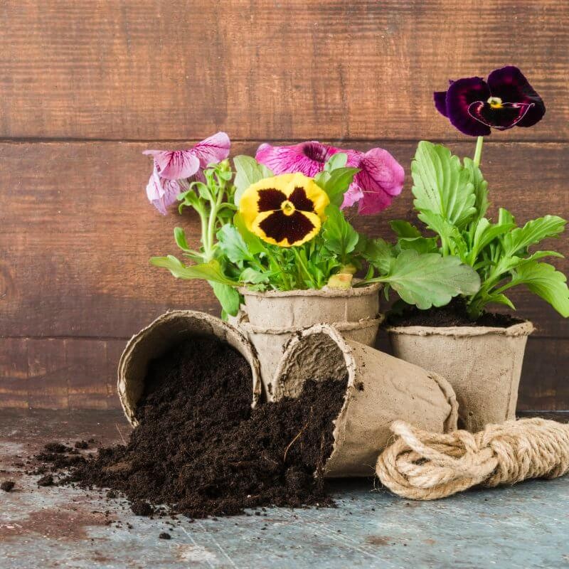 kwiaty-w-ekologicznych-doniczkach-torfowych.jpg