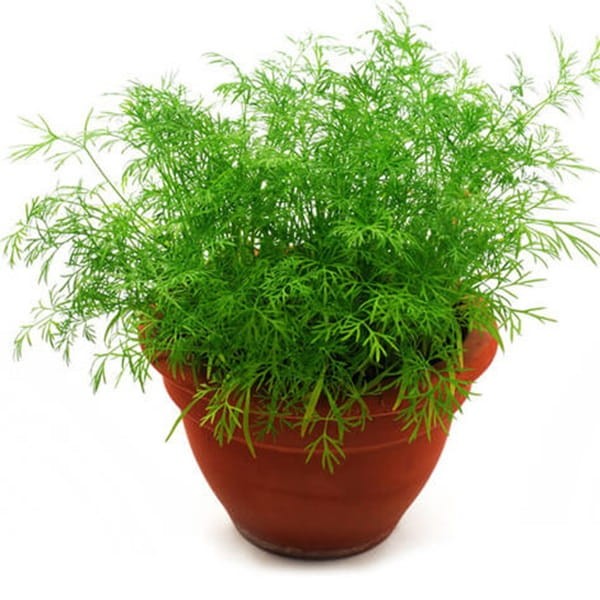 Koper ogrodowy BOUQUET (Anethum graveolens) nasiona XXL 500g (2.jpg