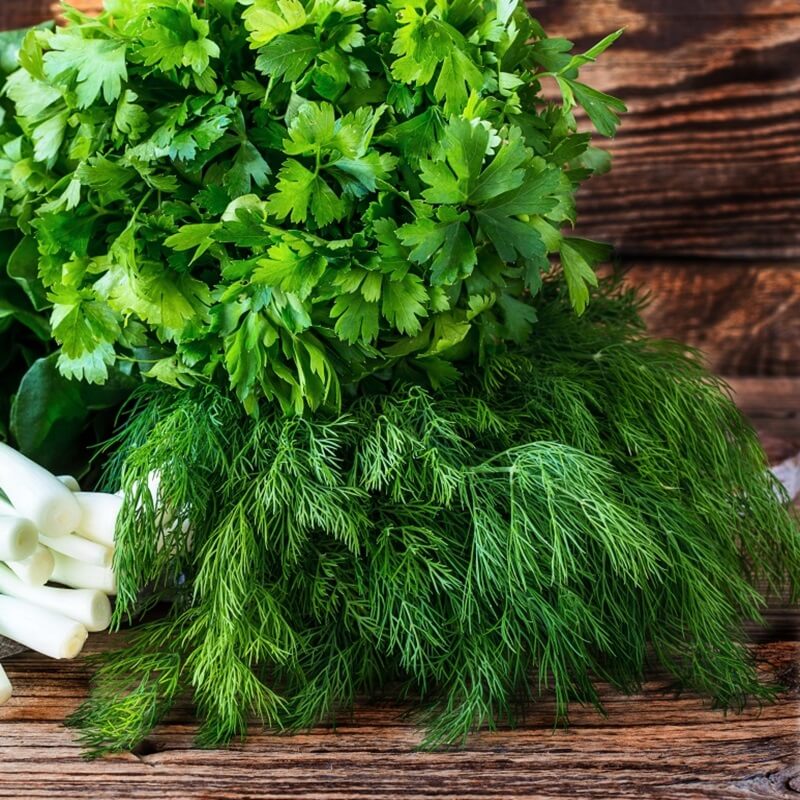 Koper ogrodowy LUKULLUS (Anethum graveolens) nasiona XXL 500g (1).jpg