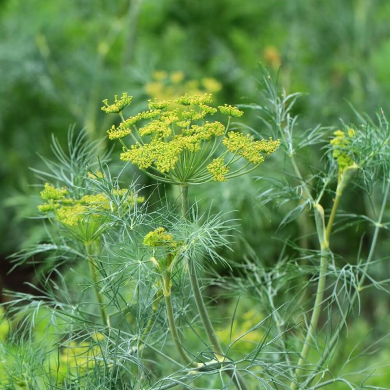 Koper ogrodowy LUKULLUS (Anethum graveolens) nasiona XXL 500g (2).jpg