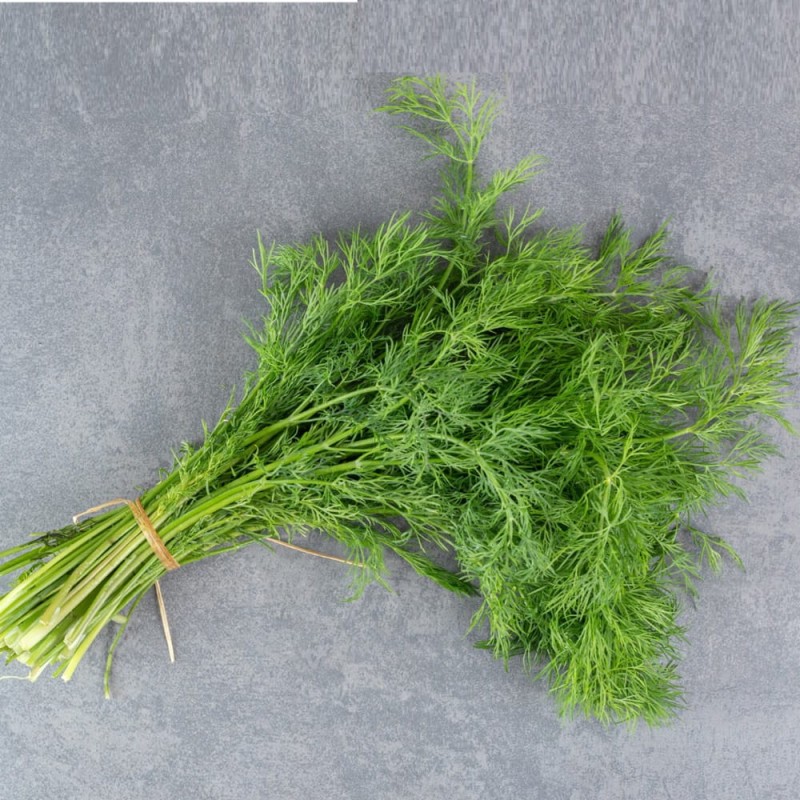 Koper ogrodowy SUPERDUCAT (Anethum graveolens) nasiona XXL 500 g (1).jpg