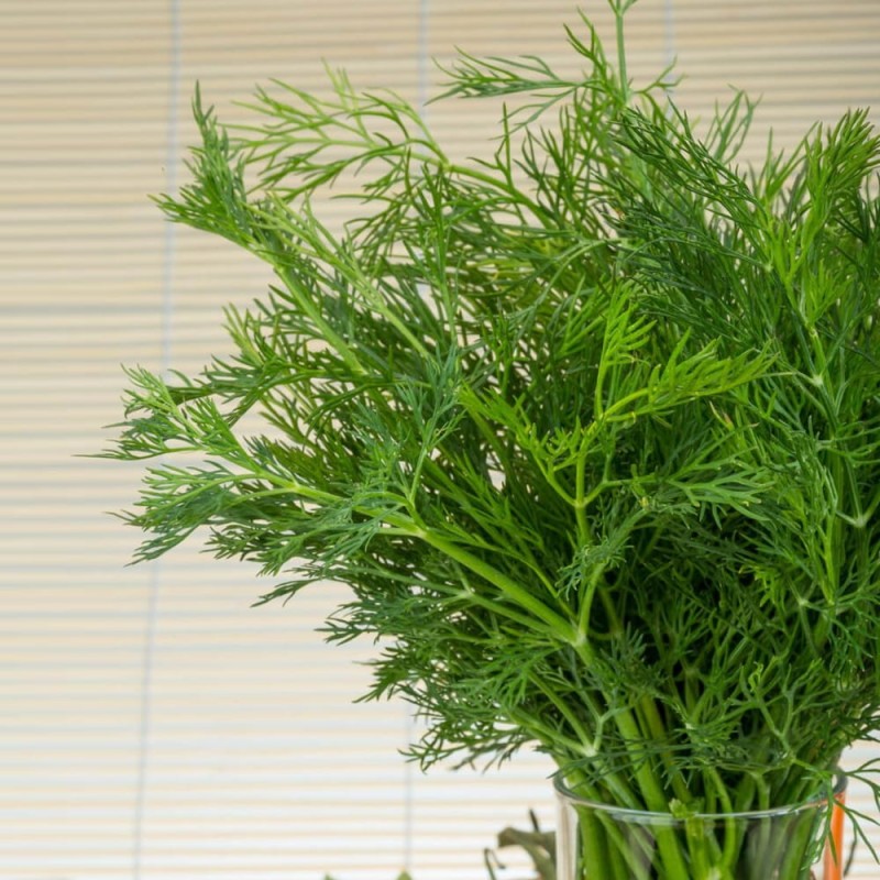 Koper ogrodowy. Szmaragd (Anethum graveolens) nasiona 5g (1).jpg