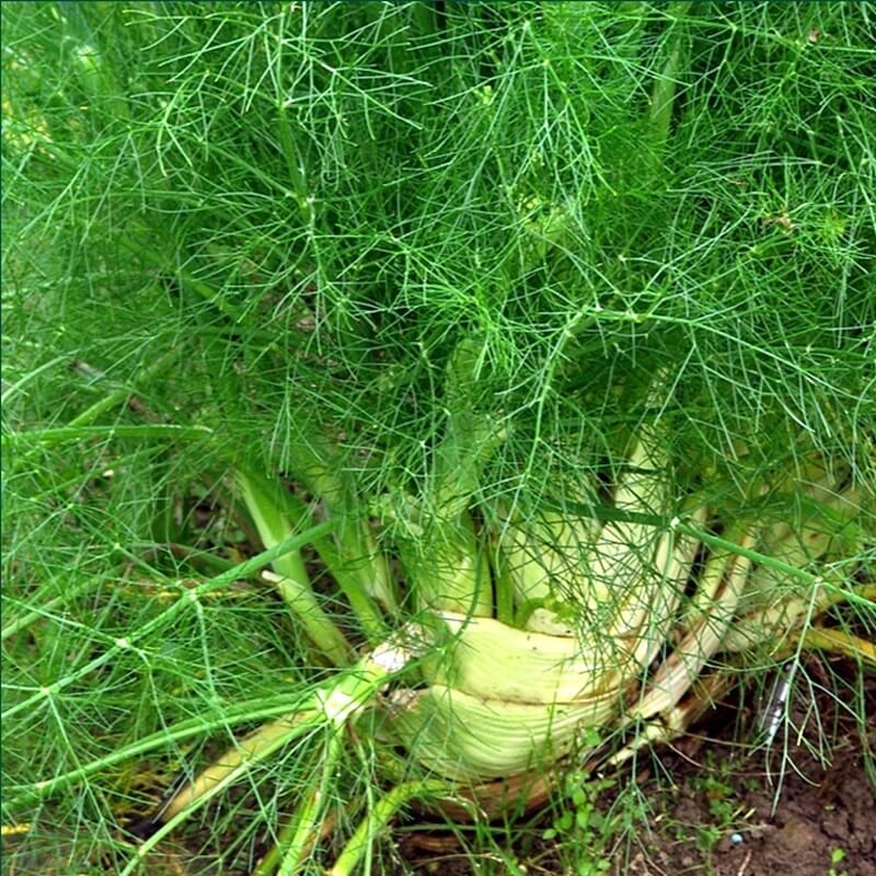 Koper włoski, jednoroczny 'Magnafena' (Foeniculum vulgare) 1g (2).jpg