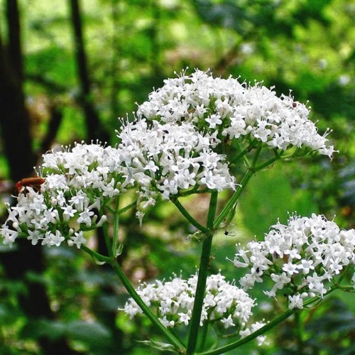 Kozłek lekarski nasiona 0,2g