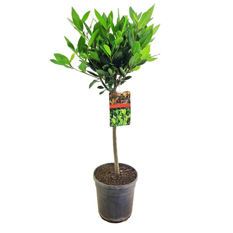 Laur na pniu, Wawrzyn szlachetny (Laurus) Sadzonka (2).jpg