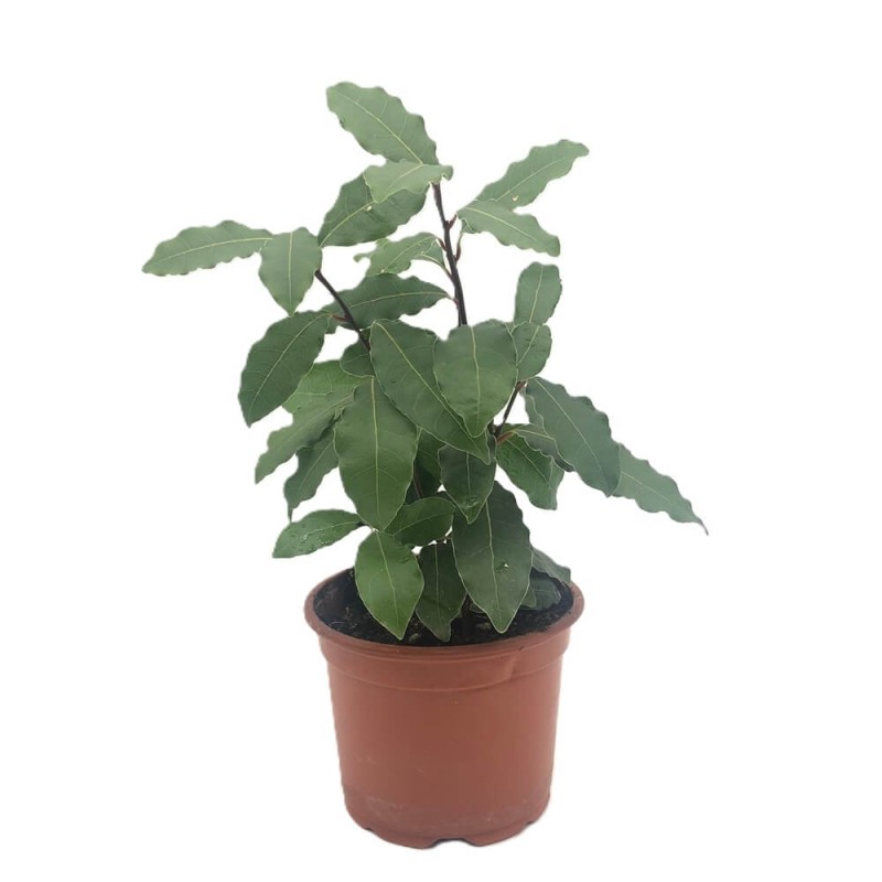 Laur, Wawrzyn szlachetny (Laurus nobilis) Sadzonka P9.JPG