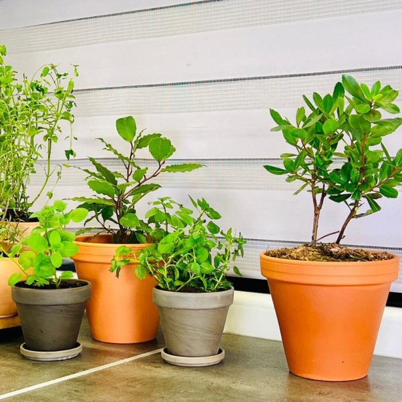 Laur, Wawrzyn szlachetny (Laurus nobilis) Sadzonka P9 (2).jpg