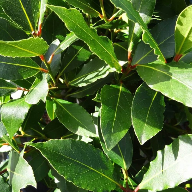 Laur, Wawrzyn szlachetny (Laurus) Sadzonka C1,5.jpg