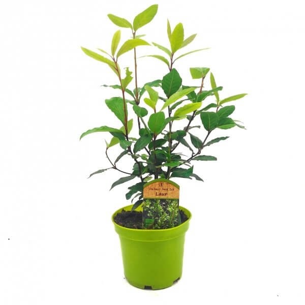 Laur, Wawrzyn szlachetny (Laurus) Sadzonka C1,5 (2).jpg