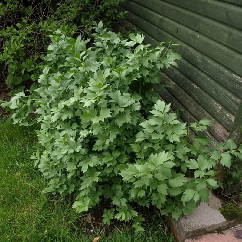 Lubczyk (Levisticum officinale) nasiona 1g (3).jpg