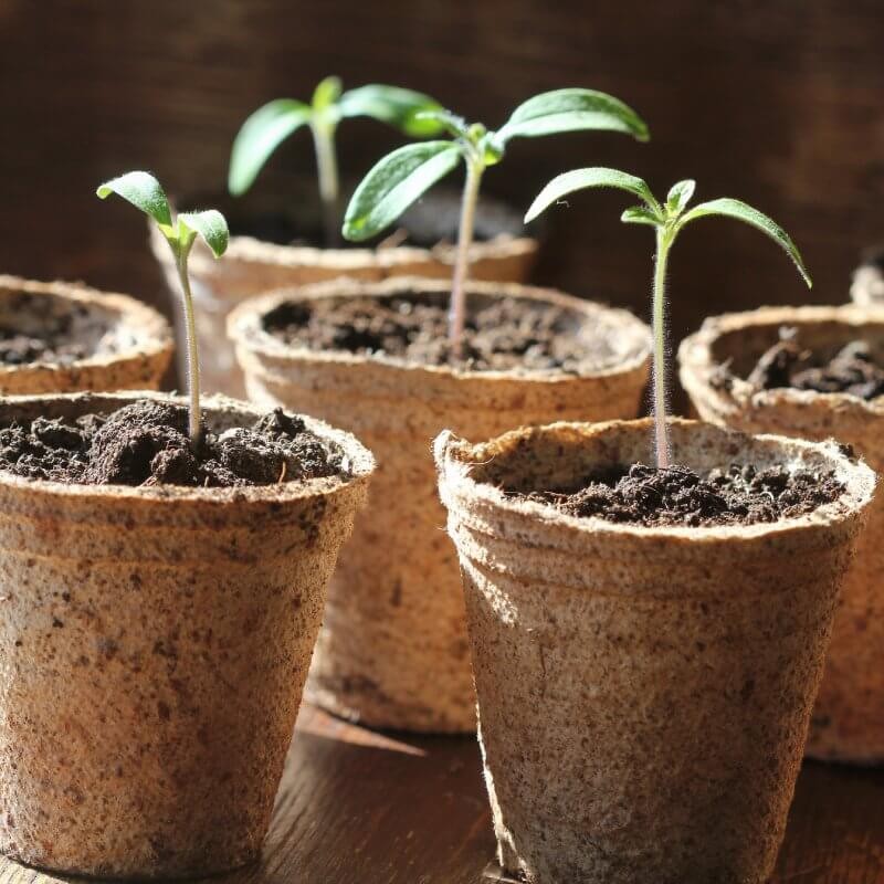 ekologiczne-torfowe-doniczki-6cm.jpg