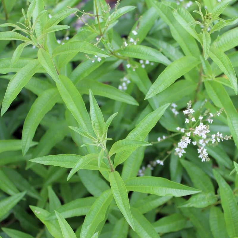 Lippia trójlistna (Aloysia citrodora) Werbena cytrynowa Sadzonka (1).JPG