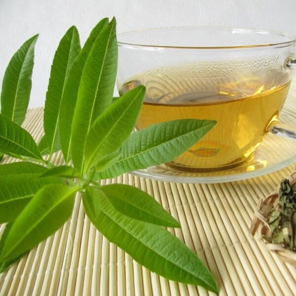 Lippia trójlistna (Aloysia citrodora) Werbena cytrynowa Sadzonka (2).jpg