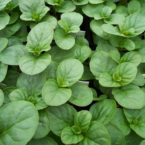 Mięta okrągłolistna nasiona 0,1g