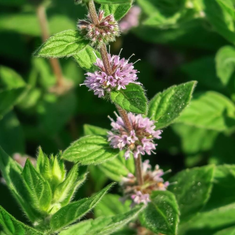 Mięta polej (Mentha pulegium) nasiona 0,1g (3).jpg
