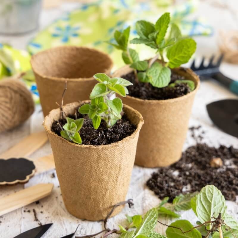 doniczki-torfowe-srednica-6cm-ekologiczne.jpg