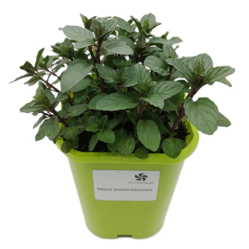 Mięta Pomarańczowa (Mentha x piperita) Sadzonka C1.jpg