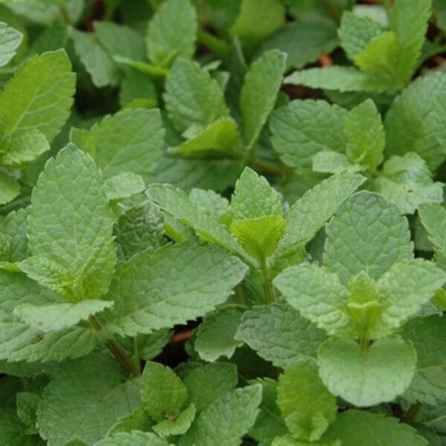 Mięta Spanish Najbardziej Orzeźwiająca sadzonka C1