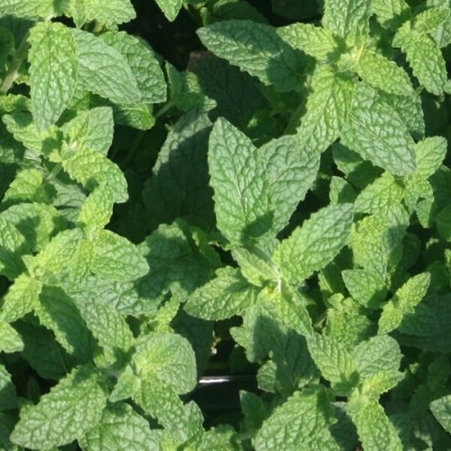 Mięta Truskawkowa sadzonka C1