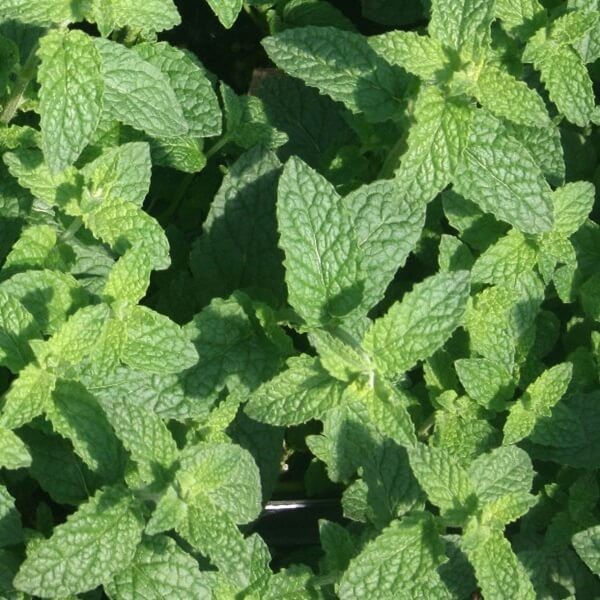 Mięta Truskawkowa (Mentha x piperita) Sadzonka  (1).jpg