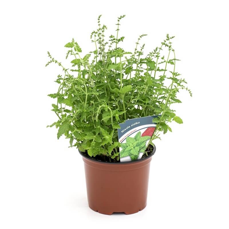 Mięta Truskawkowa (Mentha x piperita) Sadzonka  (4).jpg