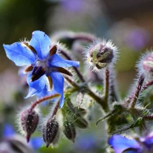 Ogórecznik lekarski - nasiona 2g