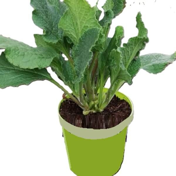 Ogórecznik lekarski (Borago officinalis) Sadzonka C1,5 (1).jpg