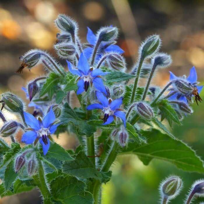 Ogórecznik lekarski (Borago officinalis) Sadzonka C1,5 (2).jpg