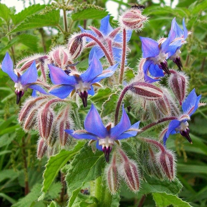 Ogórecznik lekarski (Borago officinalis) Sadzonka C1,5 (3).jpg