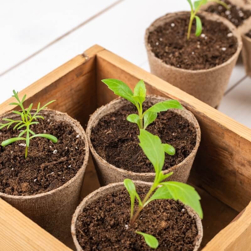 torfowe-doniczki-6cm-ekologiczne.jpg