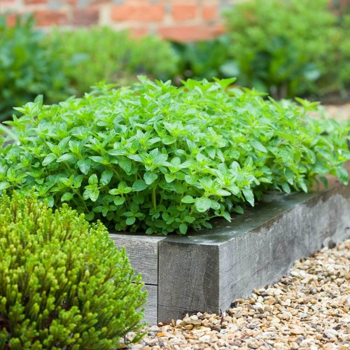 Oregano - Lebiodka pospolita nasiona 0,5g