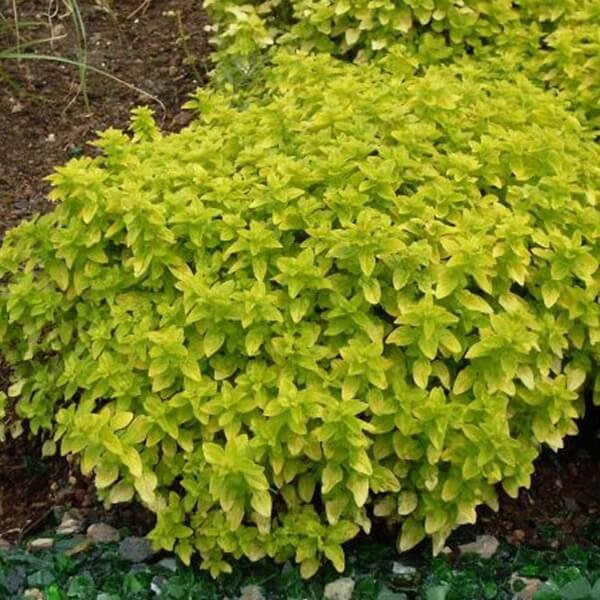 Oregano Aureum Gold (Origanum vulgare) Sadzonka (1).jpg