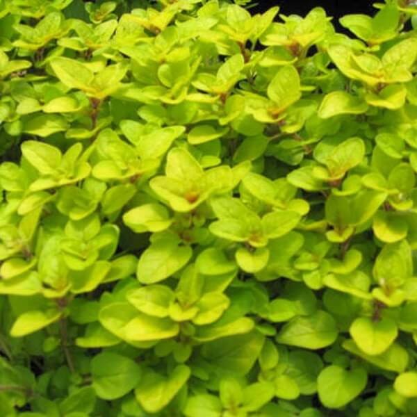 Oregano Aureum Gold (Origanum vulgare) Sadzonka (2).jpg