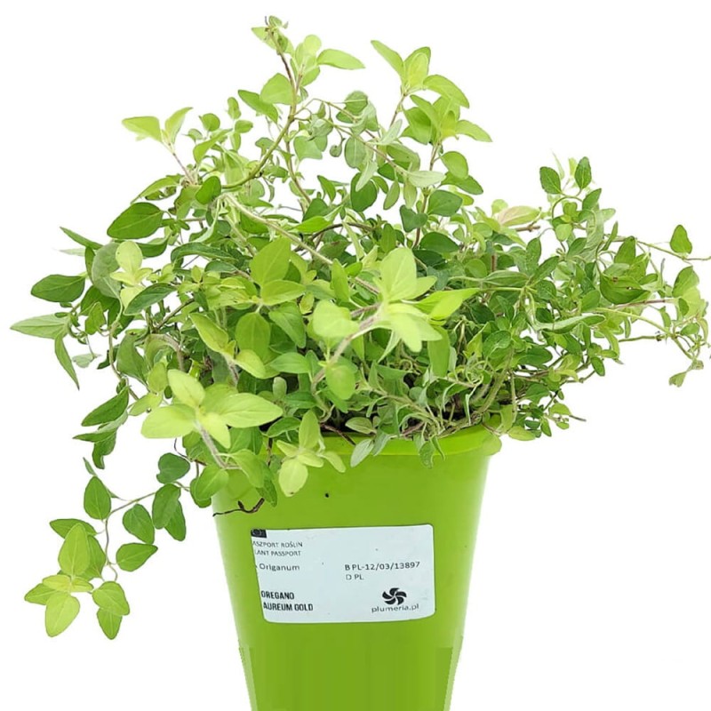 Oregano Aureum Gold (Origanum vulgare) Sadzonka (3).jpg