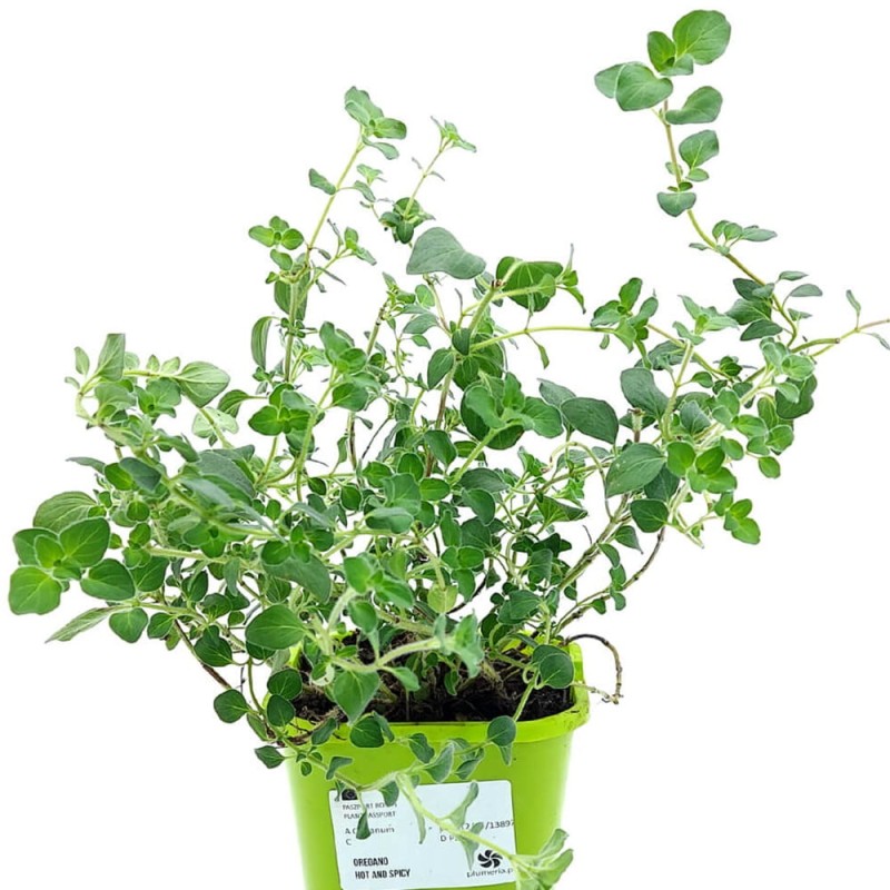 Oregano Hot And Spicy (Origanum vulgare) Sadzonka.jpg